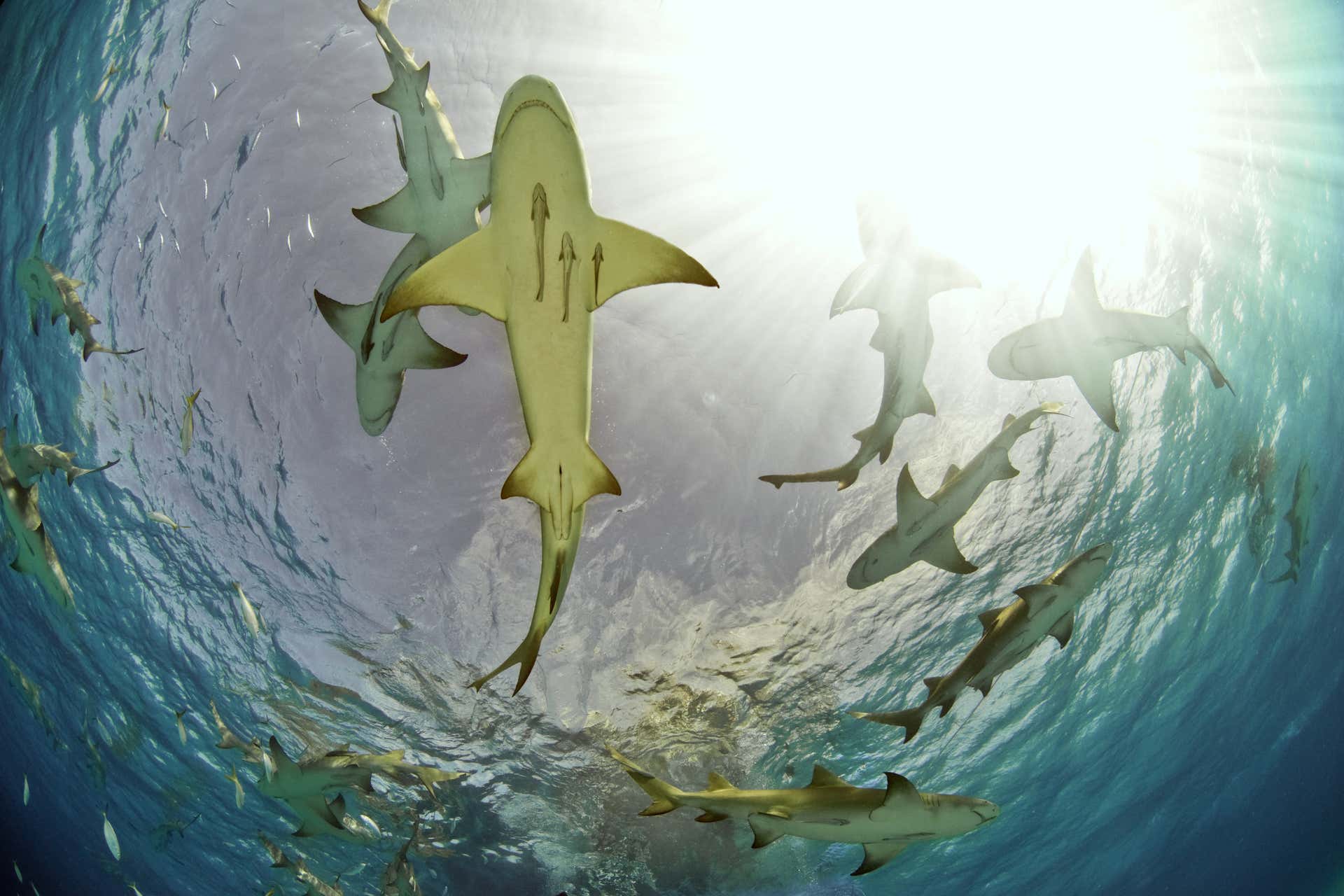 Meet the Lemon Sharks of Sal Island