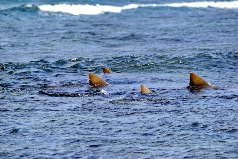 Tiburones limón nadando en la Isla de Sal