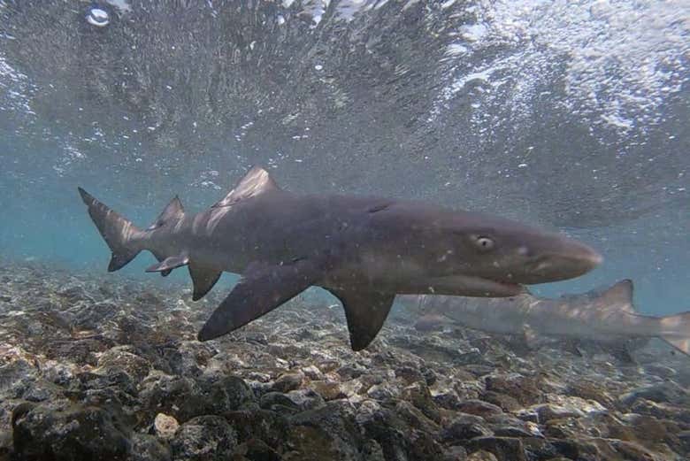 Nadaremos próximos a los tiburones