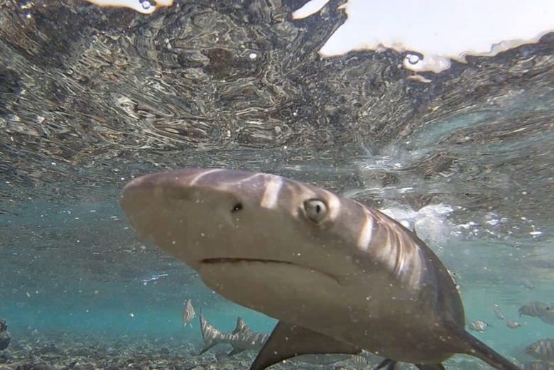 Swim with lemon sharks