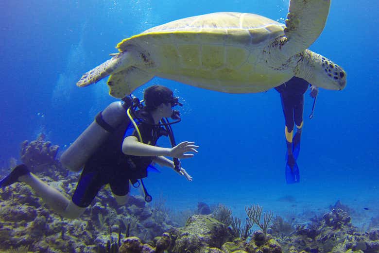 Diving off Sal island
