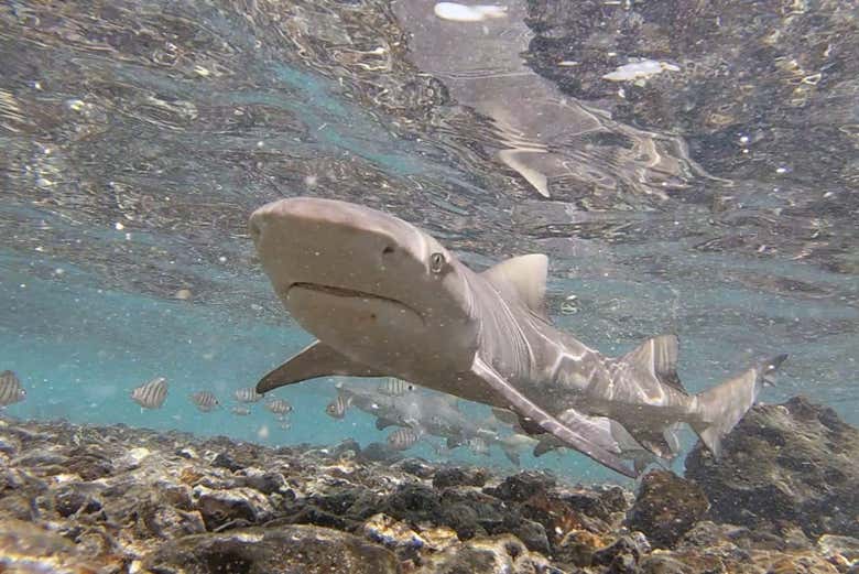 Requin citron à Shark Bay