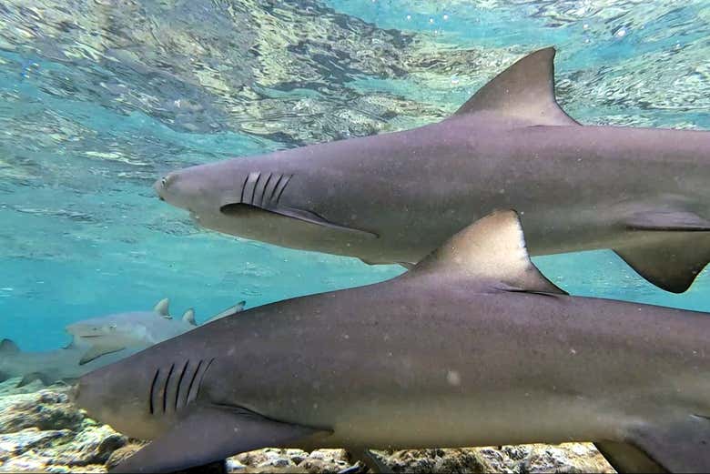 Podréis avistar tiburones limón