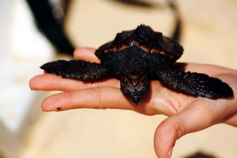 Bébé tortue