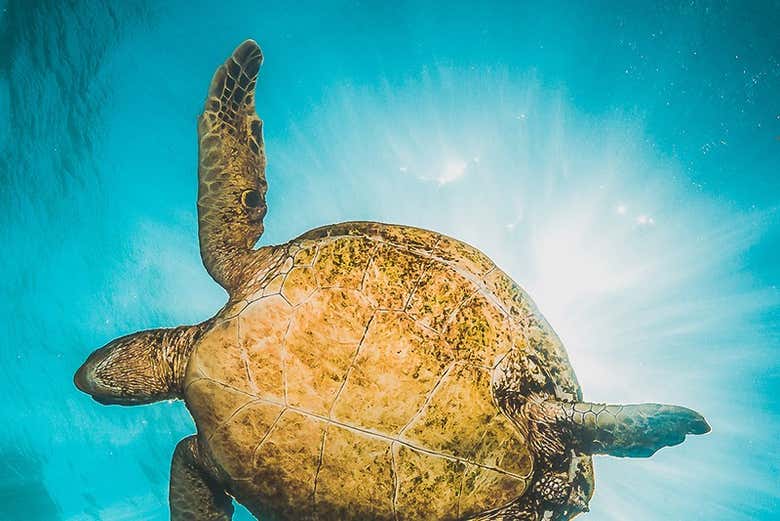 Una tortuga marina