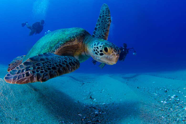 Tortuga marina en aguas de la isla de Sal