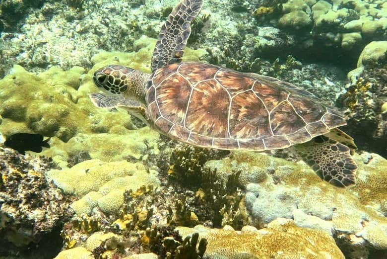 Tortuga marina en la isla de Sal