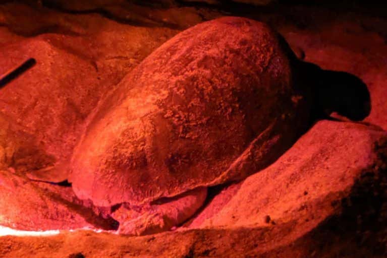 Observation de tortues la nuit