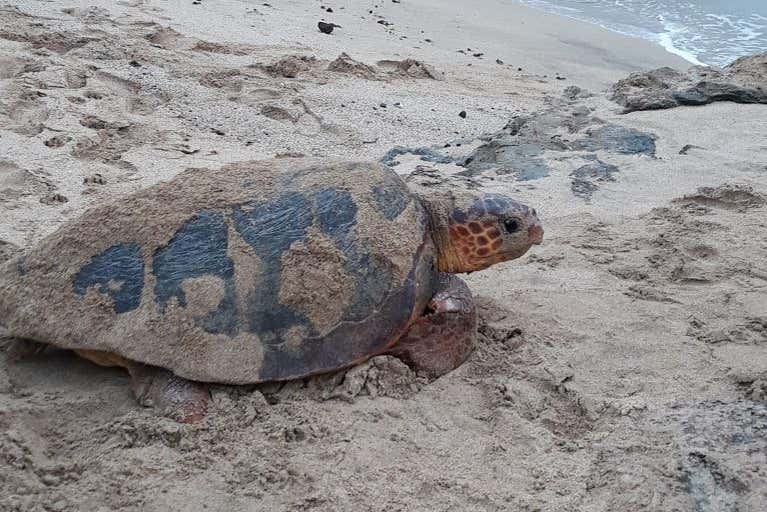 Tortue en bord de mer
