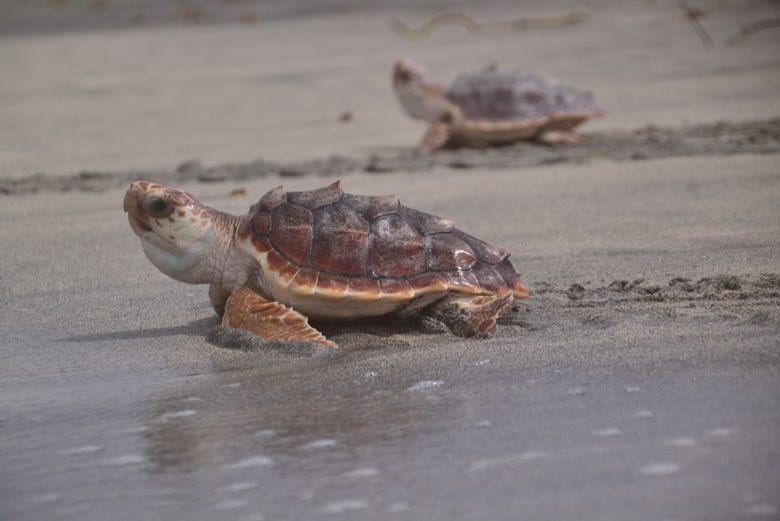 Turtles moving towards the sea