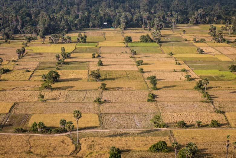 Campos de arroz em Angkor 