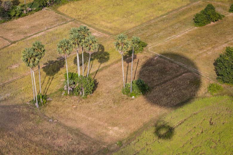 A palmeira-do-açúcar, a árvore nacional do Camboja
