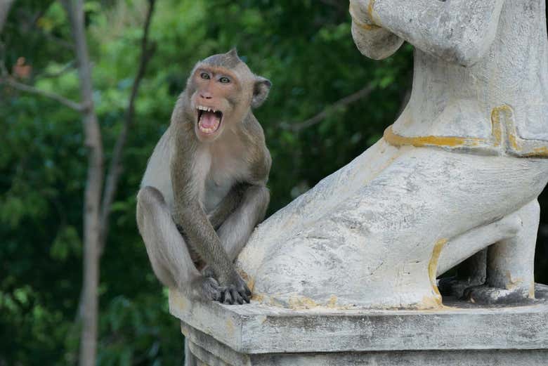 Una scimmia a Battambang
