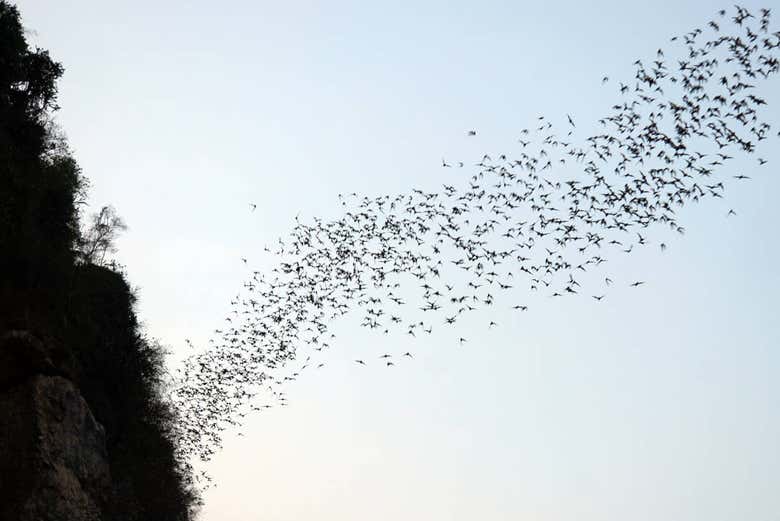 I pipistrelli che escono dalla grotta