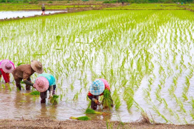 Cambodian rice paddies