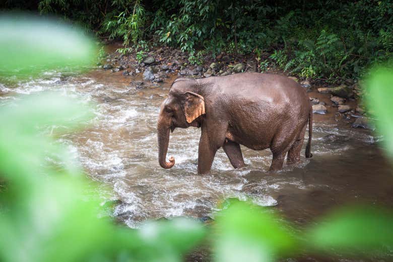 Veremos elefantes asiáticos