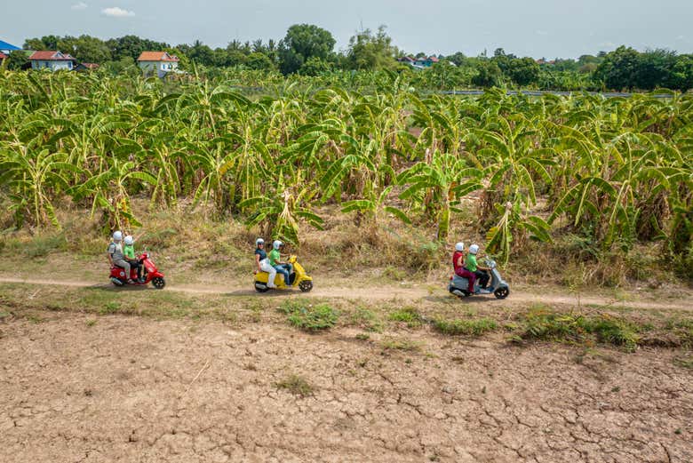 Nei campi dell'Isola della Seta