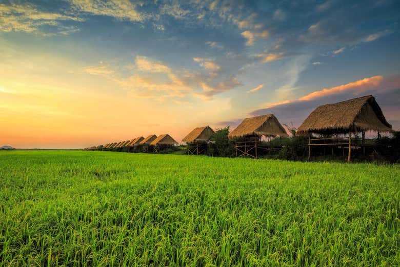 Campo de arroz en Siem Reap