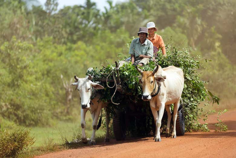 Granjeros camboyanos