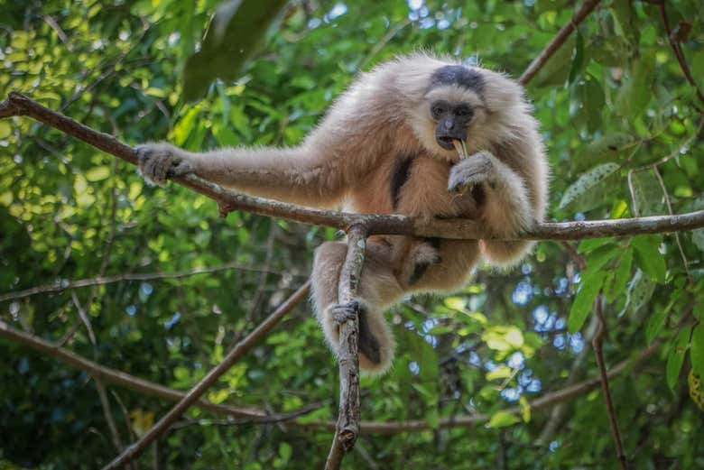 Singe endémique du Cambodge