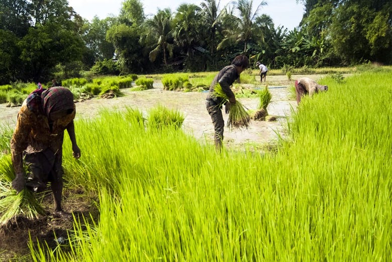 Plantaciones de arroz
