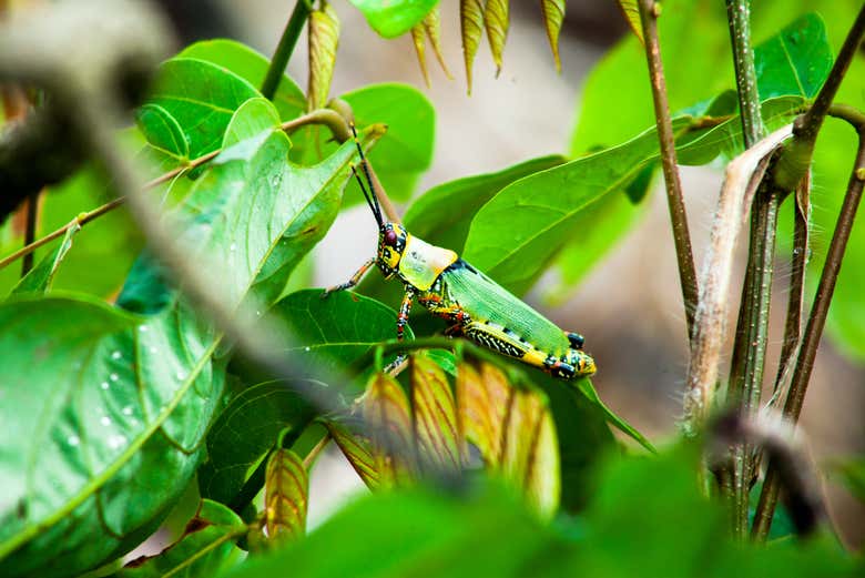 Descubriendo la fauna del jardín botánico