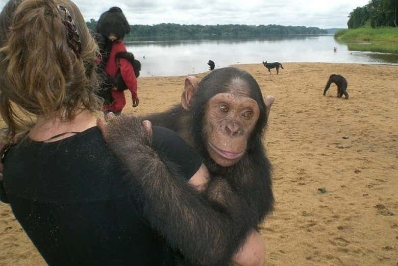 Con uno scimpanzè in braccio