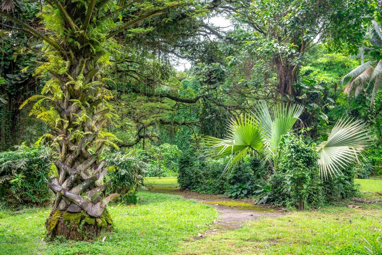 Jardín botánico de Limbe