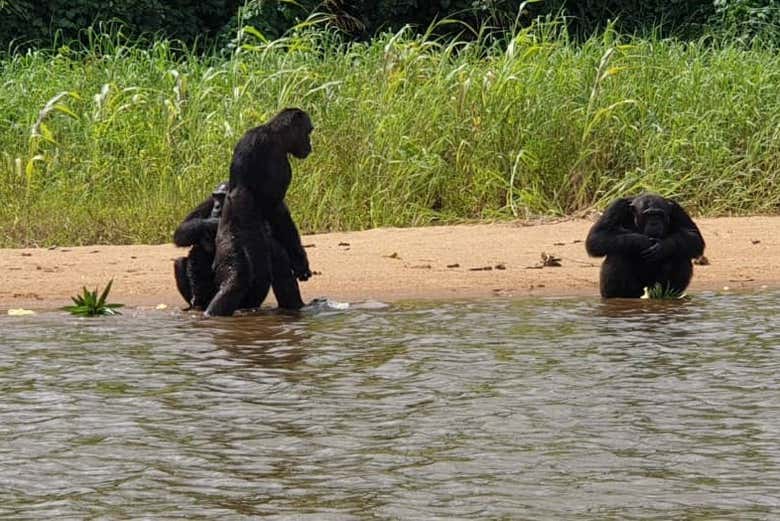 Contemplando gli scimpanzè