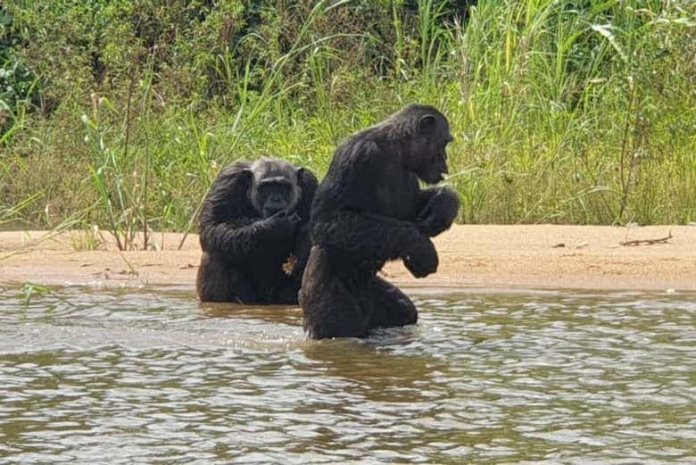 Riserva di Pongo-Songo