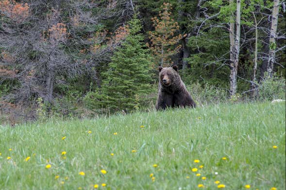 Excursión a un refugio de osos grizzly