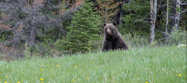 Excursion dans un refuge de grizzlis