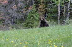 Excursão a um refúgio de ursos grizzly