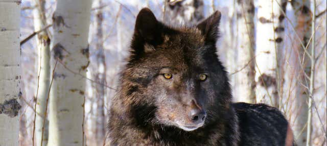 Yamnuska Wolfdog Sanctuary Day Trip Ending in Calgary