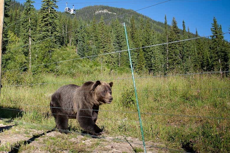 Un oso del refugio