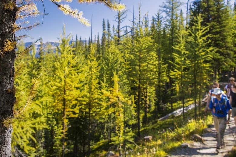 Senderismo por los alrededores de Banff