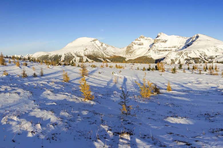 Sunshine Meadows