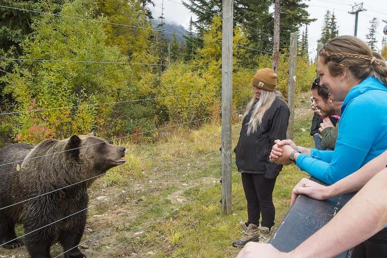 Veremos desde muy cerca a los osos