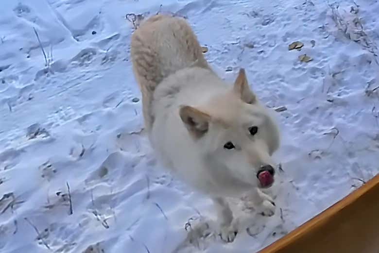 Encontrándonos con un ejemplar de lobo híbrido