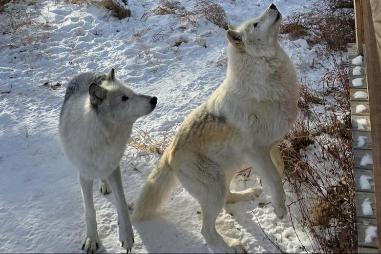 Dos lobos híbridos curiosos