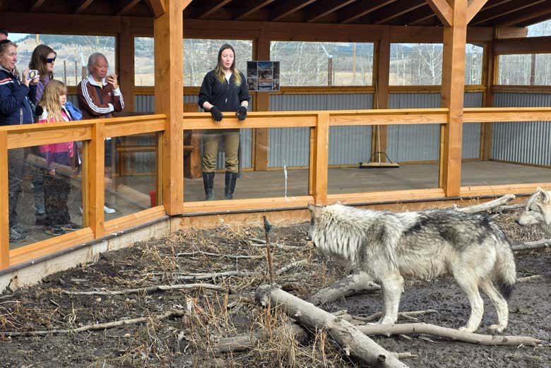 Observando a los imponentes lobos híbridos