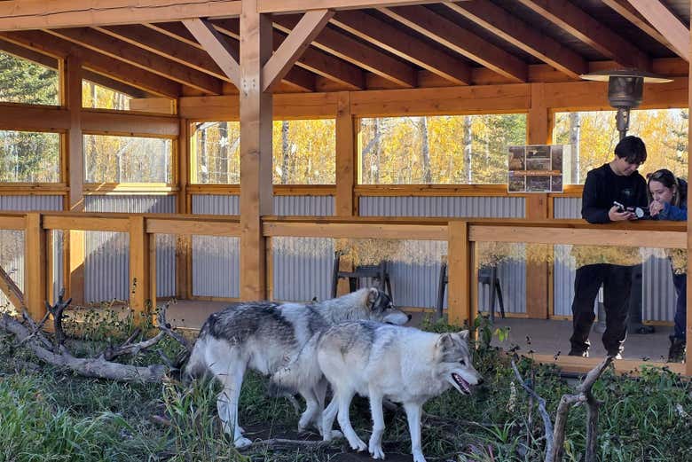 Conoceréis de cerca a estos elegantes lobos híbridos 