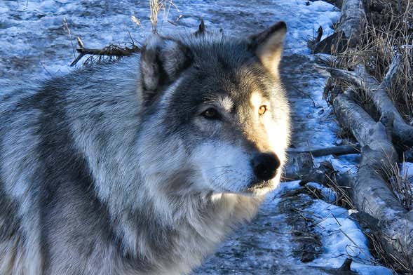 Yamnuska Wolfdog Sanctuary Day Trip