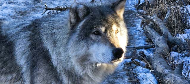 Excursão ao santuário de cães-lobos de Yamnuska
