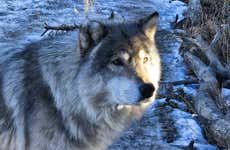 Excursión al santuario de perros lobo de Yamnuska