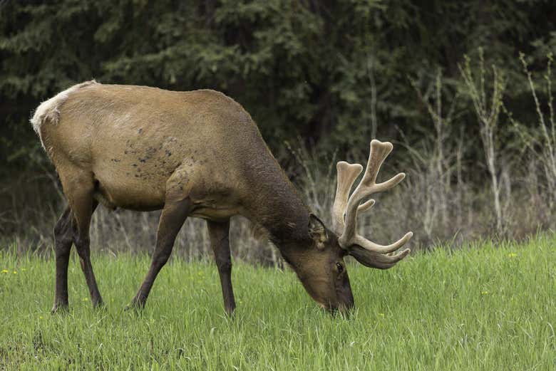 Alce en el Parque Nacional de Banff
