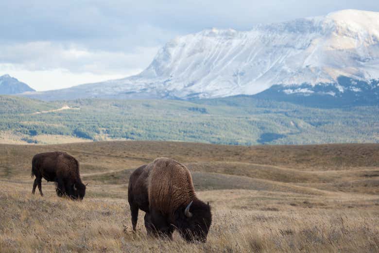 Veremos bisontes en su hábitat natural