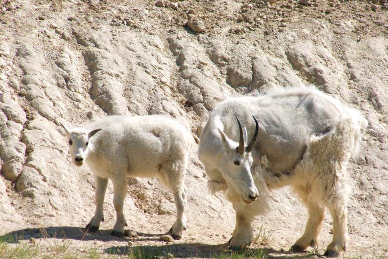 Cabras montesas en el Parque Waterton Lakes