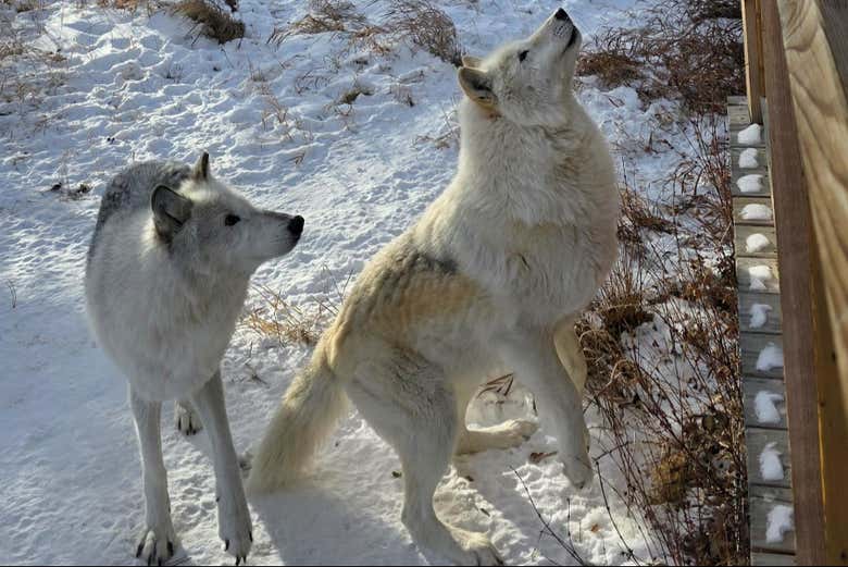 Dos ejemplares de perros lobo curiosos durante la visita
