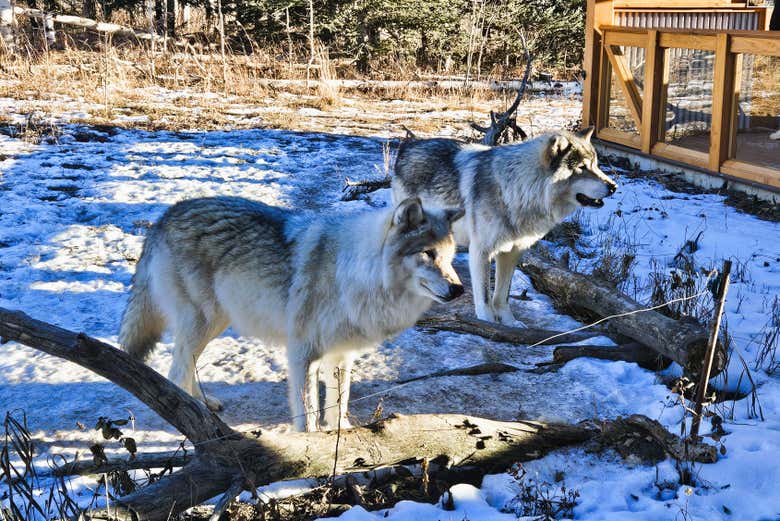 Yamnuska trabaja en la reubicación de estos animales abandonados
